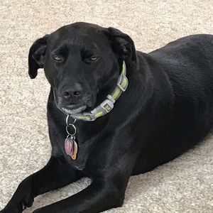 Meet your Posher, Randy